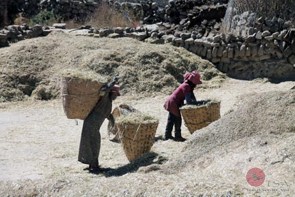 Landbevölkerung bei der Gerstenernte Gerstenernte