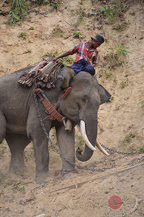 Elefant bei der Arbeit