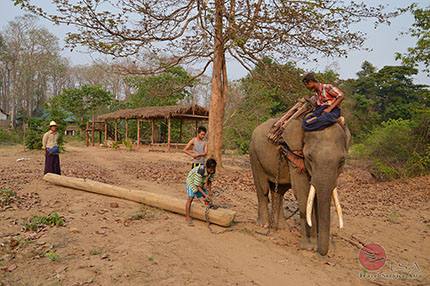 Elefant bei der Arbeit