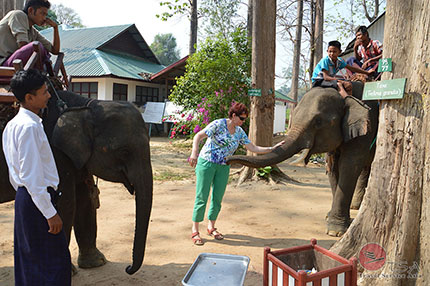 Elefanten streicheln