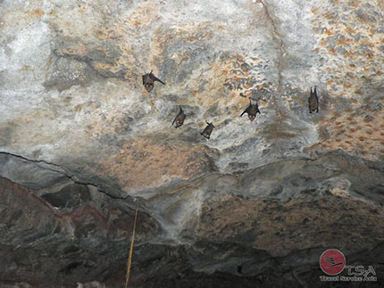 Fledermäuse in Bat Cave