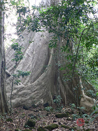 Tetrameles auf dem Weg zur Bat Cave