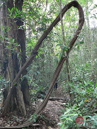 Skurriler Baum im Dschungel